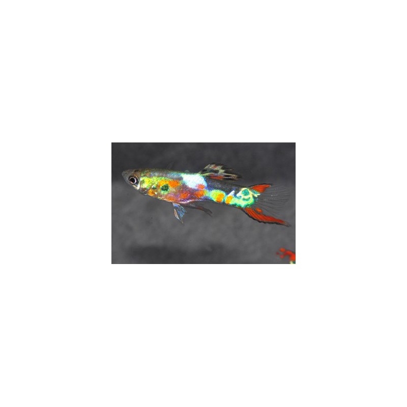 Poecilia wingei mâle (Endleri) Lazer green 1,5 cm