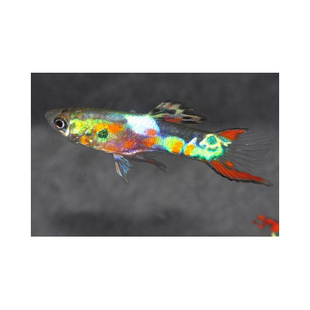 Poecilia wingei mâle (Endleri) Lazer green 1,5 cm