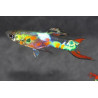 Poecilia wingei mâle (Endleri) Lazer green 1,5 cm