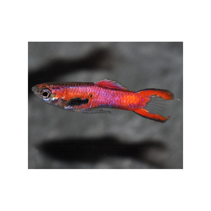 Poecilia wingei mâle (endleri) Scarlet 1 cm