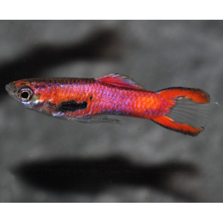 Poecilia wingei mâle (endleri) Scarlet 1 cm