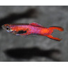 Poecilia wingei mâle (endleri) Scarlet 1 cm