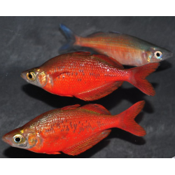 Glossolepis incisus (Arc-en-ciel saumon - rouge de Guinée) 6-6,5 cm