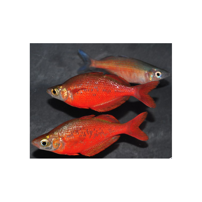Glossolepis incisus (Arc-en-ciel saumon - rouge de Guinée) 5-5,5 cm Glossolepis incisus (Arc-en-ciel saumon - rouge de Guinée) 5-5,5 cm