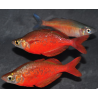 Glossolepis incisus (Arc-en-ciel saumon - rouge de Guinée) 5-5,5 cm