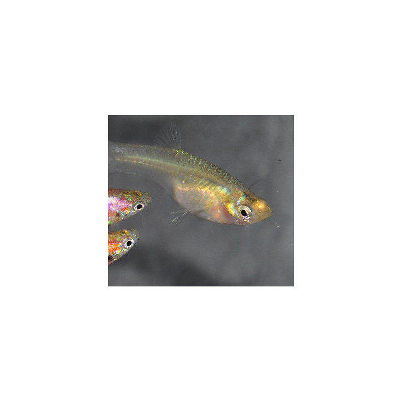 Poecilia wingei femelle (endleri) gold 2 cm