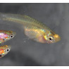 Poecilia wingei femelle (endleri) gold 2 cm