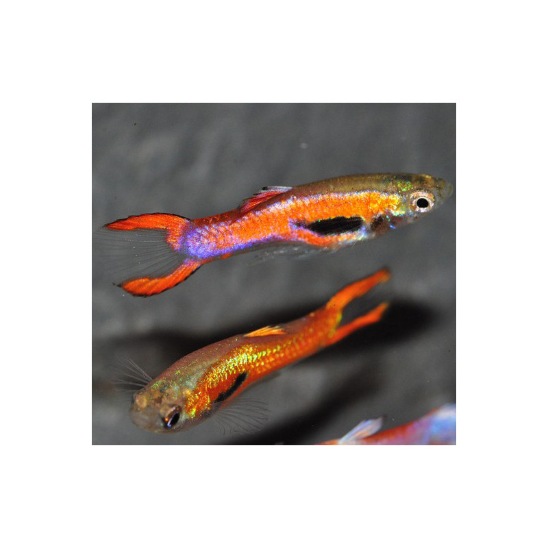 Poecilia wingei mâle (endleri) Venus pink 1,5 cm Poecilia wingei mâle (endleri) Venus pink 1,5 cm