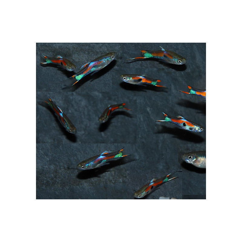 Poecilia wingei mâle (endleri) assortis 1,5 cm