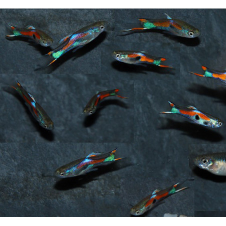 Poecilia wingei mâle (endleri) assortis 1,5 cm