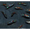 Poecilia wingei mâle (endleri) assortis 1,5 cm