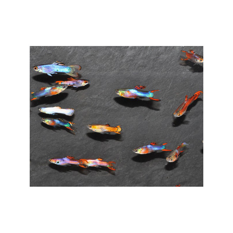 Poecilia wingei (Endler) mâle 1,5 cm