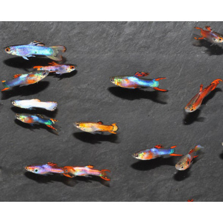 Poecilia wingei (Endler) mâle 1,5 cm