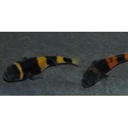 Brachygobius doriae (Poisson-bourdon) 2,5 cm