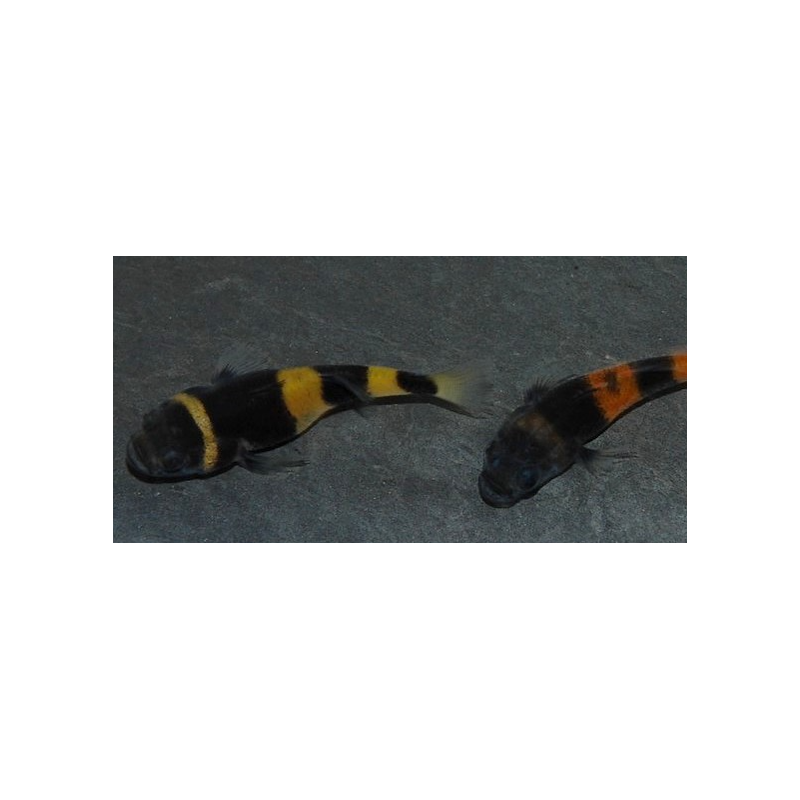 Brachygobius doriae (Poisson-bourdon) 2,5 cm