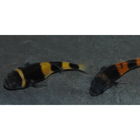 Brachygobius doriae (Poisson-bourdon) 2,5 cm