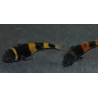 Brachygobius doriae (Poisson-bourdon) 2,5 cm