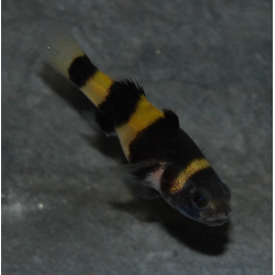 Brachygobius doriae (Poisson-bourdon) 2,5 cm