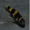 Brachygobius doriae (Poisson-bourdon) 2,5 cm
