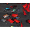 Xiphophorus maculatus (Platy) Assortis Corail 3 cm