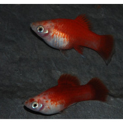 Xiphophorus maculatus (Platy) Rouge et Blanc Corail 3,5 cm