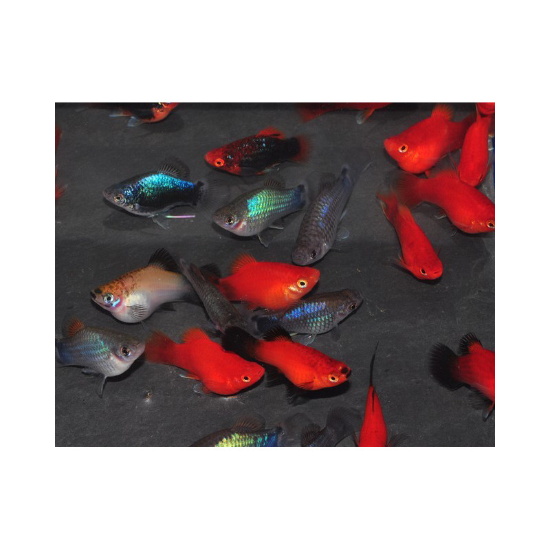 Xiphophorus maculatus (Platy) corail assortis 4-4,5 cm Xiphophorus maculatus (Platy) corail assortis 4-4,5 cm