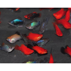 Xiphophorus maculatus (Platy) corail assortis 3 cm