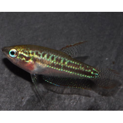 Trichopsis pumila 1,5 cm (s)