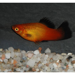 Xiphophorus maculatus (Platy) glowlight sunset wagtail Corail 3 cm