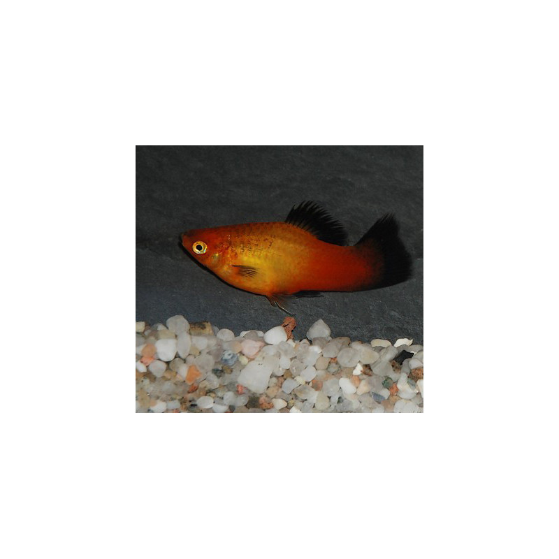 Xiphophorus maculatus (Platy) glowlight sunset wagtail Corail 3 cm Xiphophorus maculatus (Platy) glowlight sunset wagtail Corail 3 cm