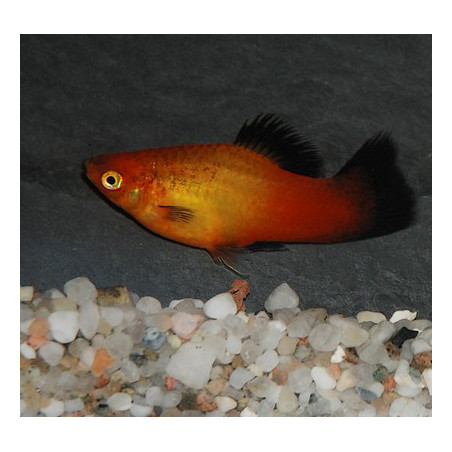 Xiphophorus maculatus (Platy) glowlight sunset wagtail Corail 3 cm