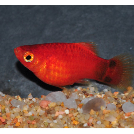 Xiphophorus maculatus (Platy) corail mickey mouse 3,5 cm