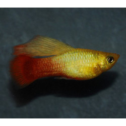 Xiphophorus variatus (Platy) Perroquet voile 3 cm