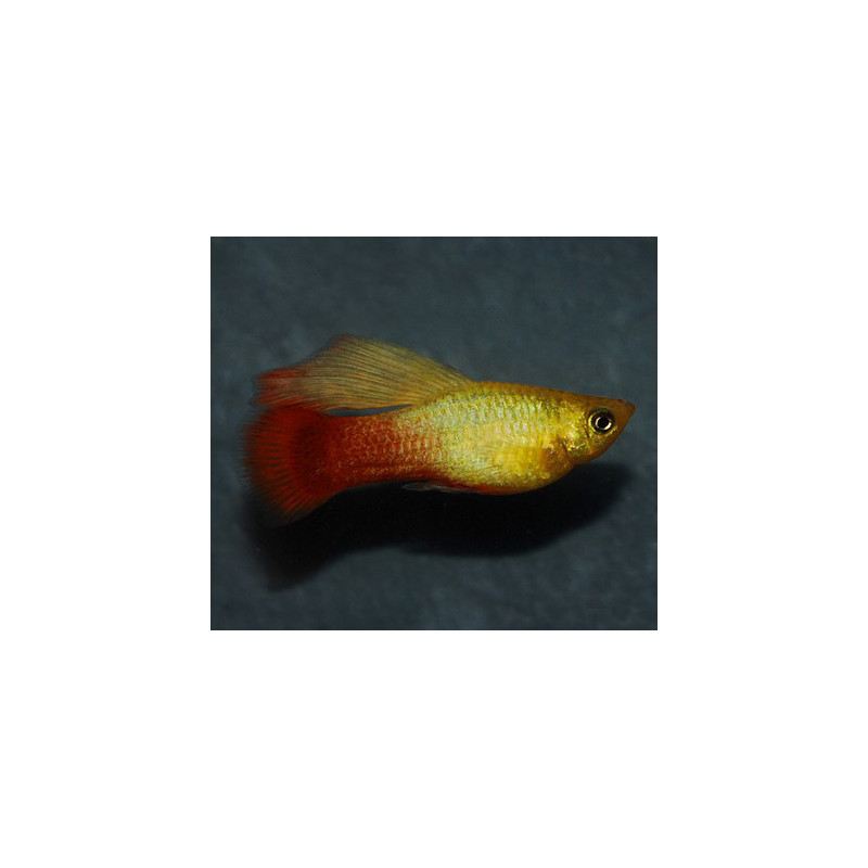 Xiphophorus variatus (Platy) Perroquet voile 3 cm