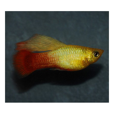 Xiphophorus variatus (Platy) Perroquet voile 3 cm
