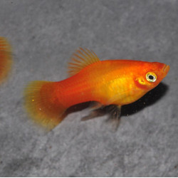 Xiphophorus maculatus (Platy) Sunset corail Berlinois 4-4,5 cm