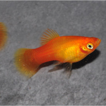 Xiphophorus maculatus (Platy) Sunset corail Berlinois 4-4,5 cm