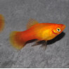 Xiphophorus maculatus (Platy) Sunset corail Berlinois 4-4,5 cm
