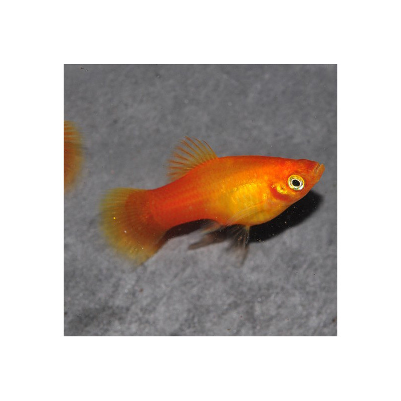 Xiphophorus maculatus (Platy) Sunset corail Berlinois 3,5 cm Xiphophorus maculatus (Platy) Sunset corail Berlinois 3,5 cm
