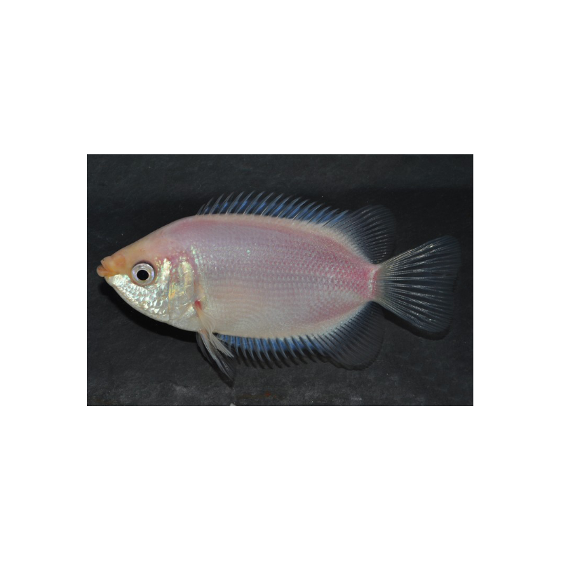 Helostoma temminckii (Gourami embrasseur) 4-4,5 cm