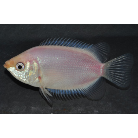 Helostoma temminckii (Gourami embrasseur) 4-4,5 cm