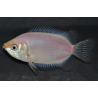 Helostoma temminckii (Gourami embrasseur) 4-4,5 cm