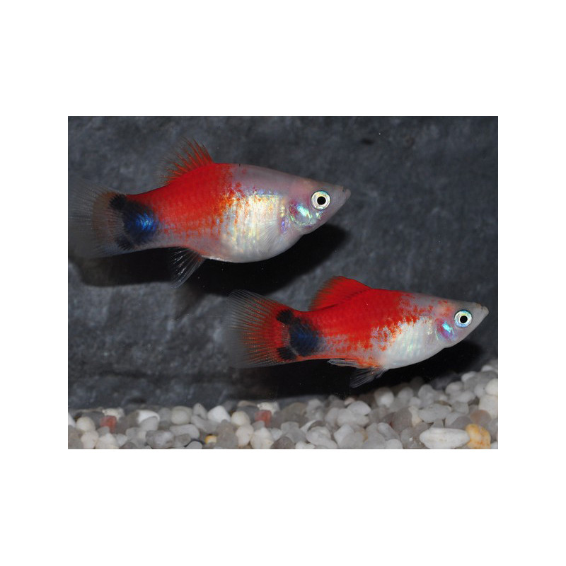 Xiphophorus maculatus (Platy) Marlboro Mickey Mouse 3,5 cm Xiphophorus maculatus (Platy) Marlboro Mickey Mouse 3,5 cm