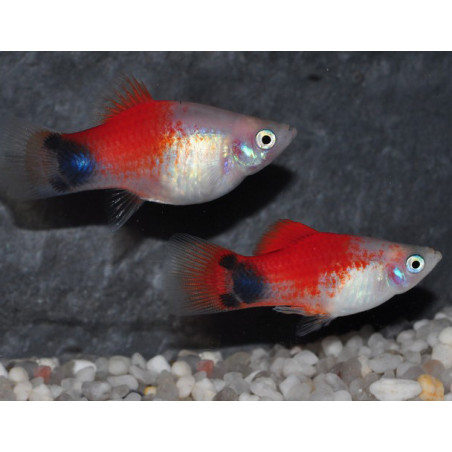 Xiphophorus maculatus (Platy) Marlboro Mickey Mouse 2,5 cm