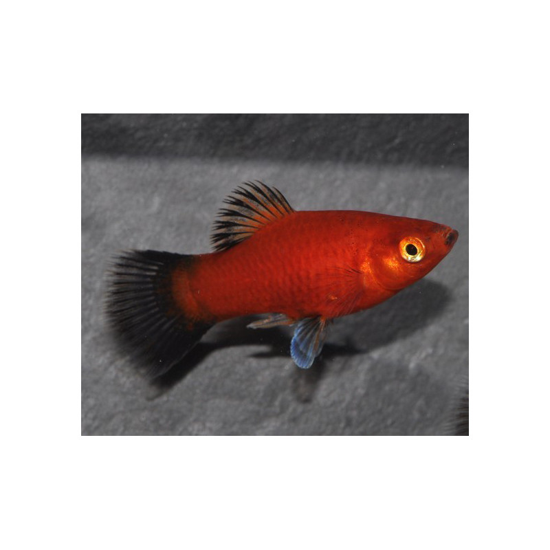 Xiphophorus maculatus (Platy) rouge wagtail corail 3,5 cm Xiphophorus maculatus (Platy) rouge wagtail corail 3,5 cm