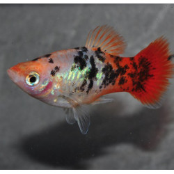 Xiphophorus maculatus (Platy) Crystal red tail 3,5 cm