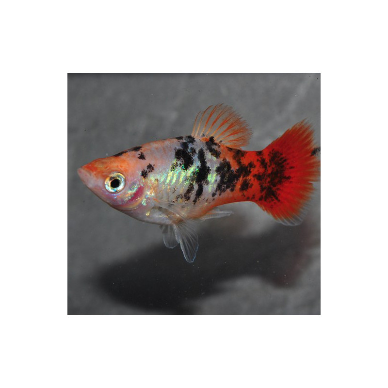 Xiphophorus maculatus (Platy) Crystal red tail 3,5 cm