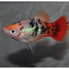 Xiphophorus maculatus (Platy) Crystal red tail 3,5 cm
