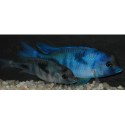 Cyrtocara moorii (Haplo bossu - Cyrtocara bleu) 6-6,5 cm