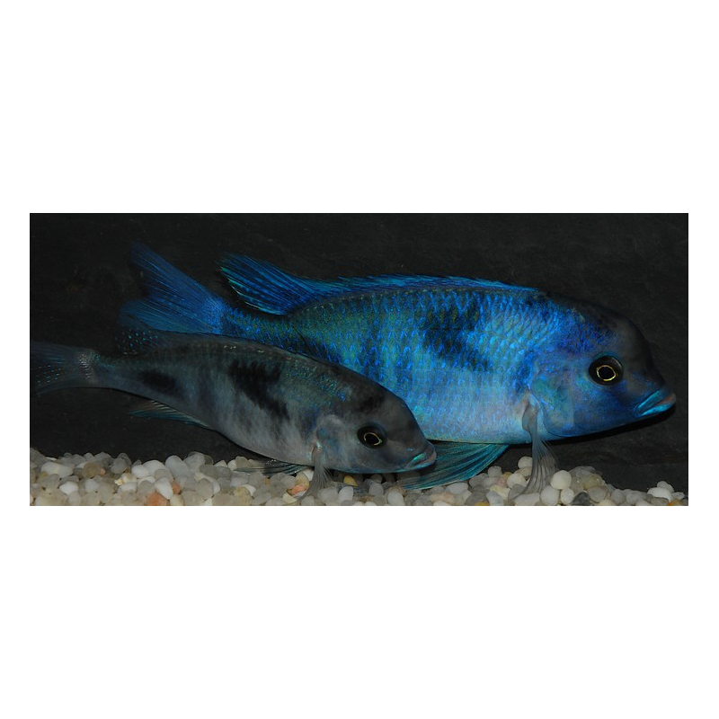 Cyrtocara moorii (Haplo bossu - Cyrtocara bleu) 6-6,5 cm